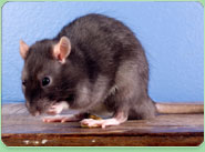 rat control North Harrow